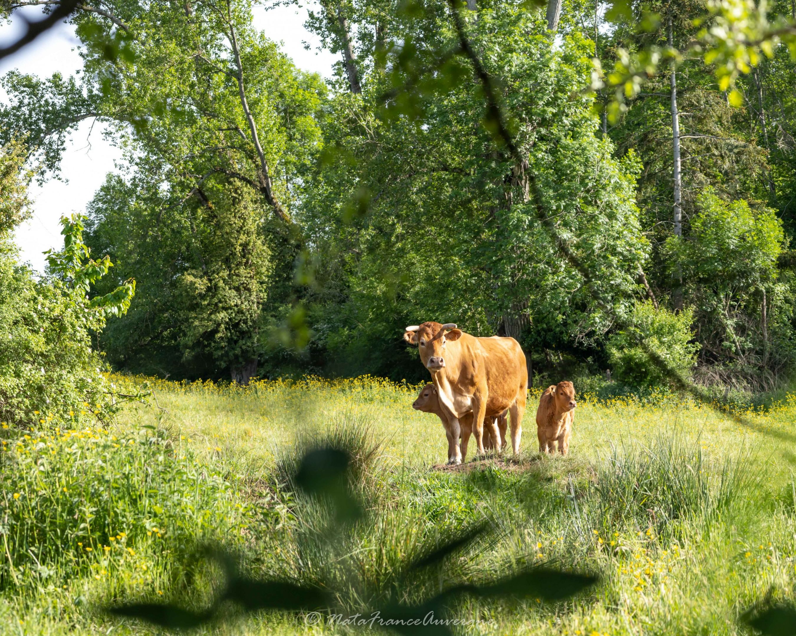 Sentier du Pisé @NataFranceAuvergne-9